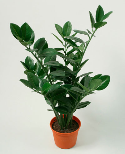 5655 Zamifolia 45cm